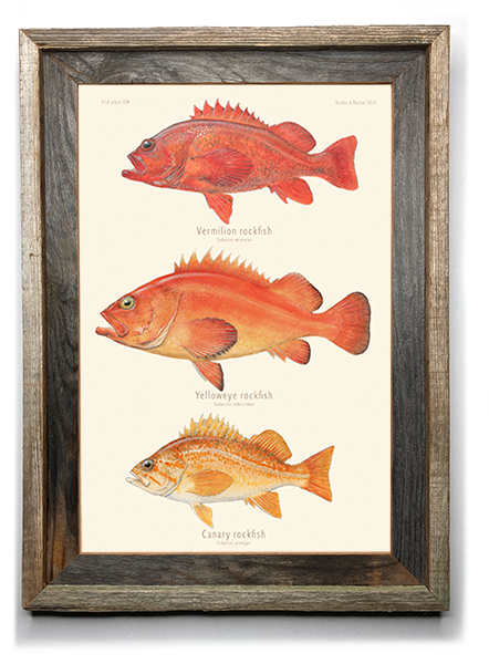 Rockfish - Vermillion, Yelloweye, Canary Art Print 309