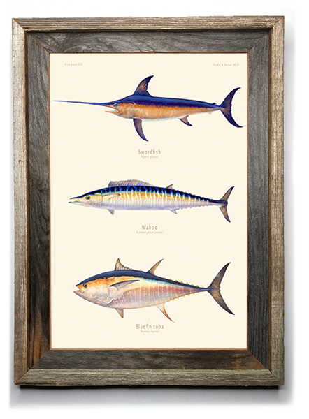 Swordfish, Wahoo, Bluefin Tuna 312