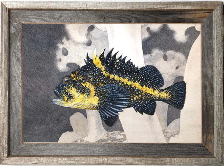rockfish fish art ”China Rockfish over Metriium Field” painting