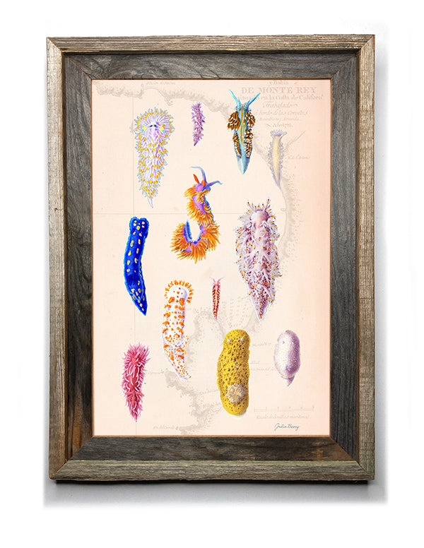 Nudibranch Poster