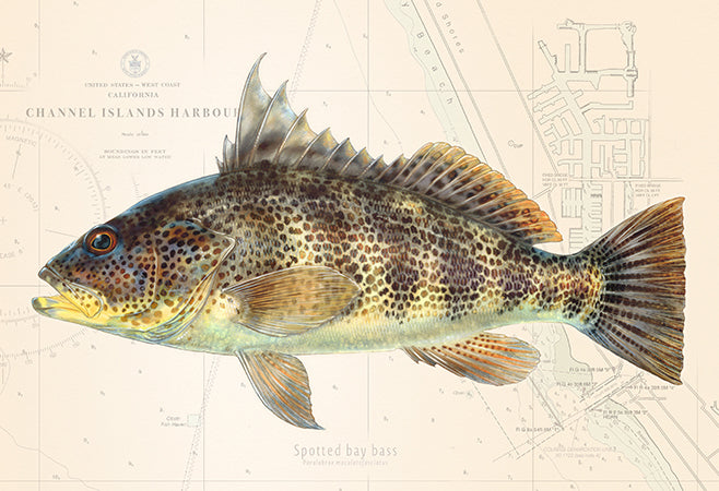 Bass Fish Art “Spotted Bay Bass Over Vintage Nautical Charts” drawing