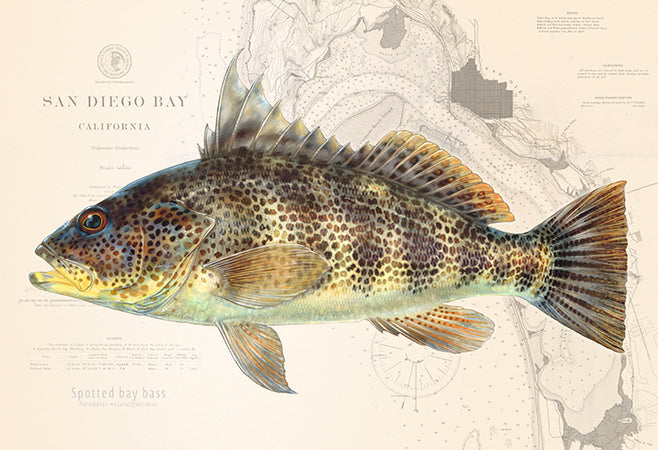 Spotted Bay Bass over Nautical Charts