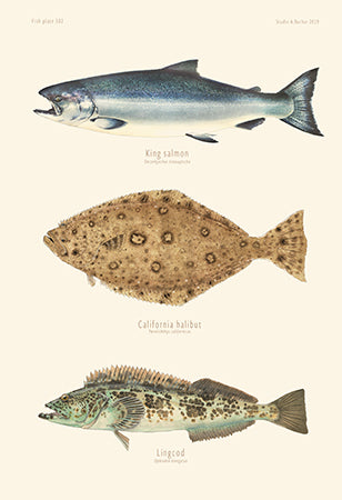 King Salmon, California Halibut, Lingcog 302
