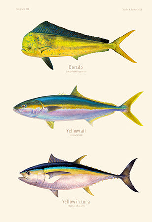 Dorado, Yellowtail, Yellowfin Tuna 304