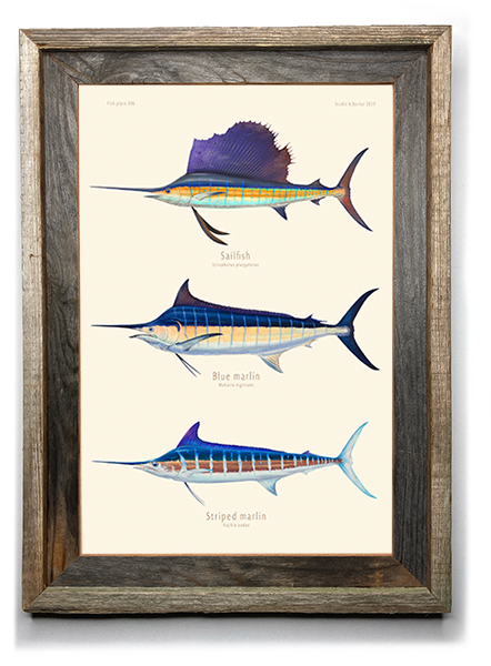 Sailfish, Blue Marlin, Striped Marlin 306