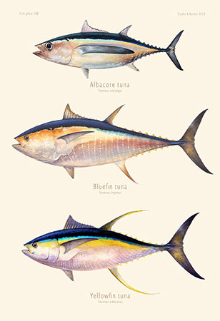 Tuna - Albacore, Bluefin, Yellowfin Artist Print 308
