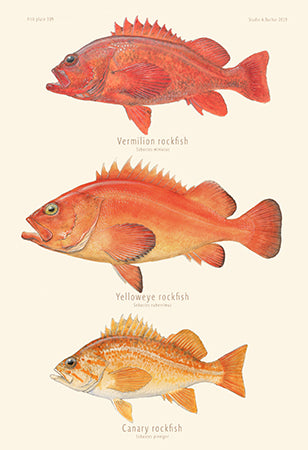 Rockfish - Vermillion, Yelloweye, Canary Art Print 309