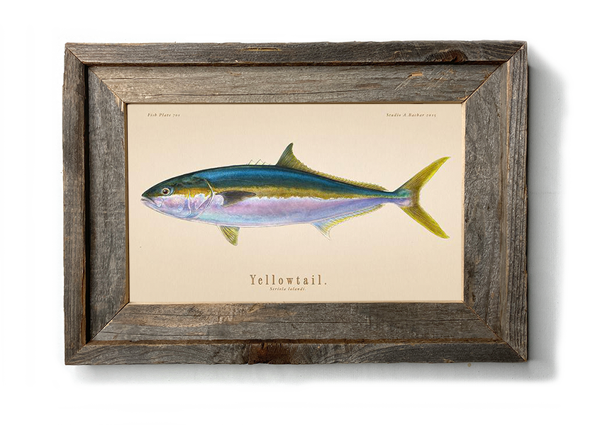 Yellowtail Fish Illustration 101