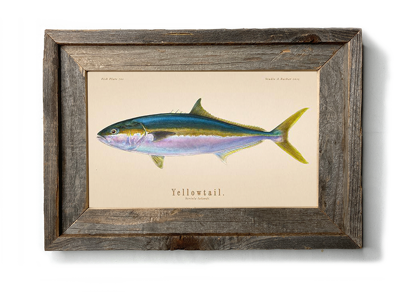 Yellowtail Fish Illustration 101 - Studio Abachar