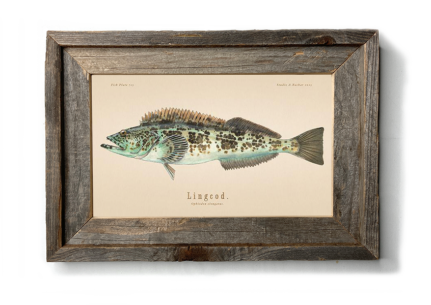 Lingcod 113