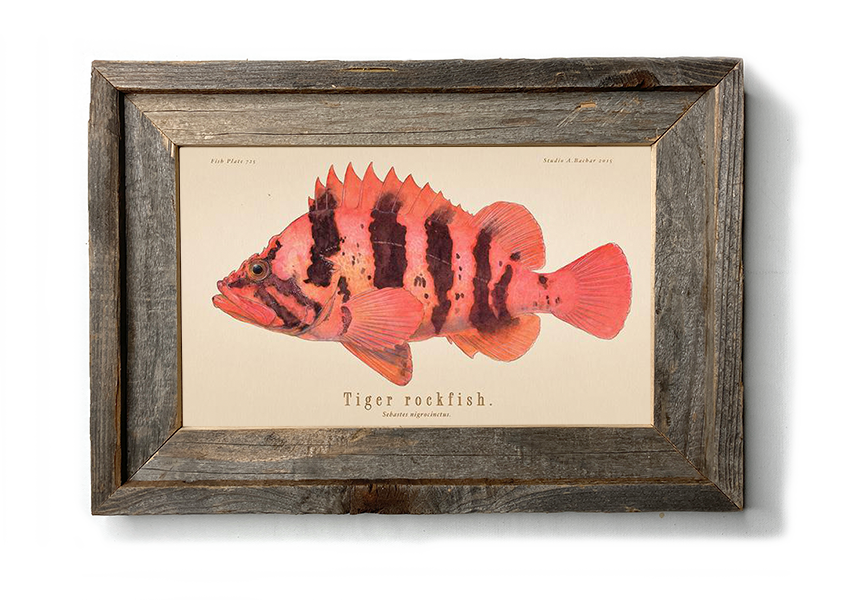 Tiger Rockfish 725