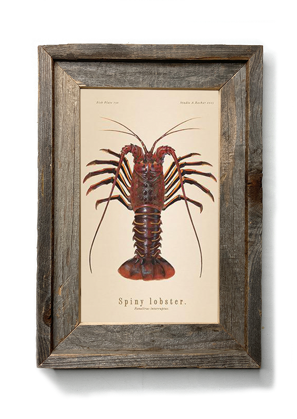 Spiny Lobster Illustration 730