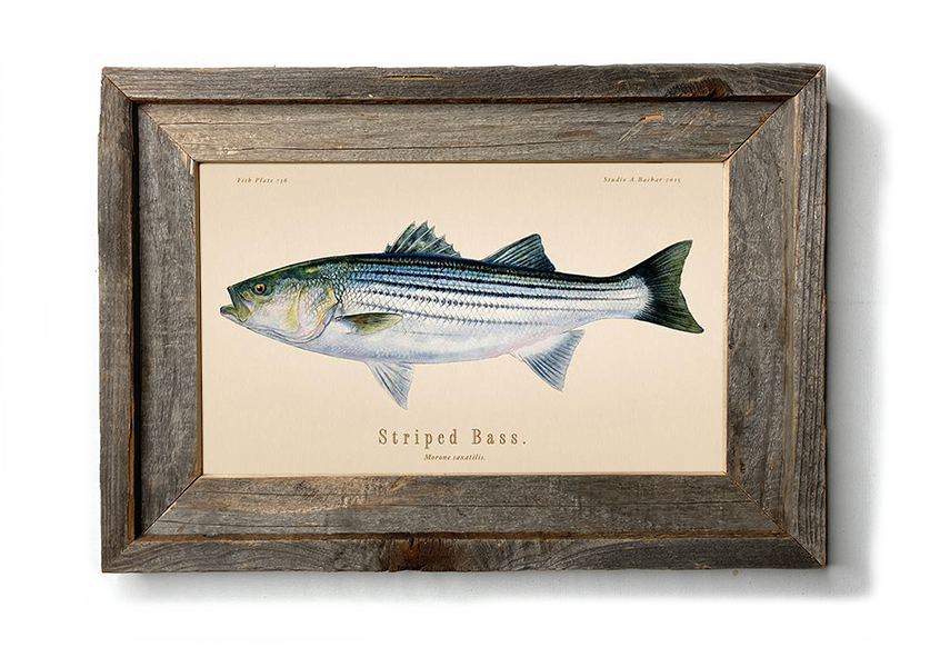 Striped Bass Illustration 109