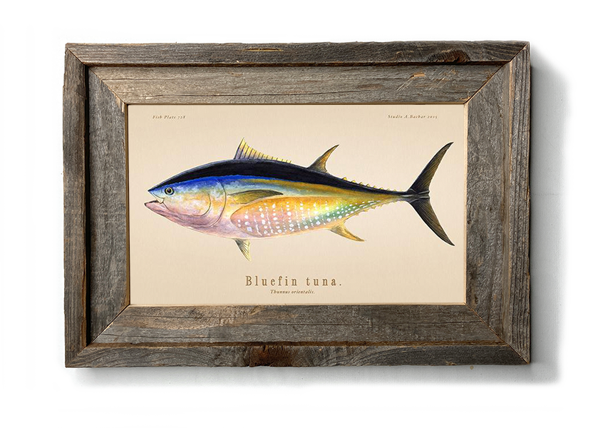 Bluefin Tuna Illustration 118
