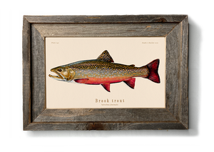 freshwater Fish art | Brook trout fish illustration painting prints |  Studio Abachar
