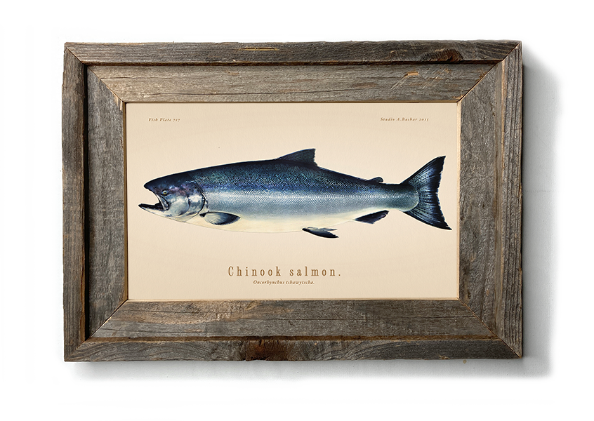 King Salmon Illustration 123