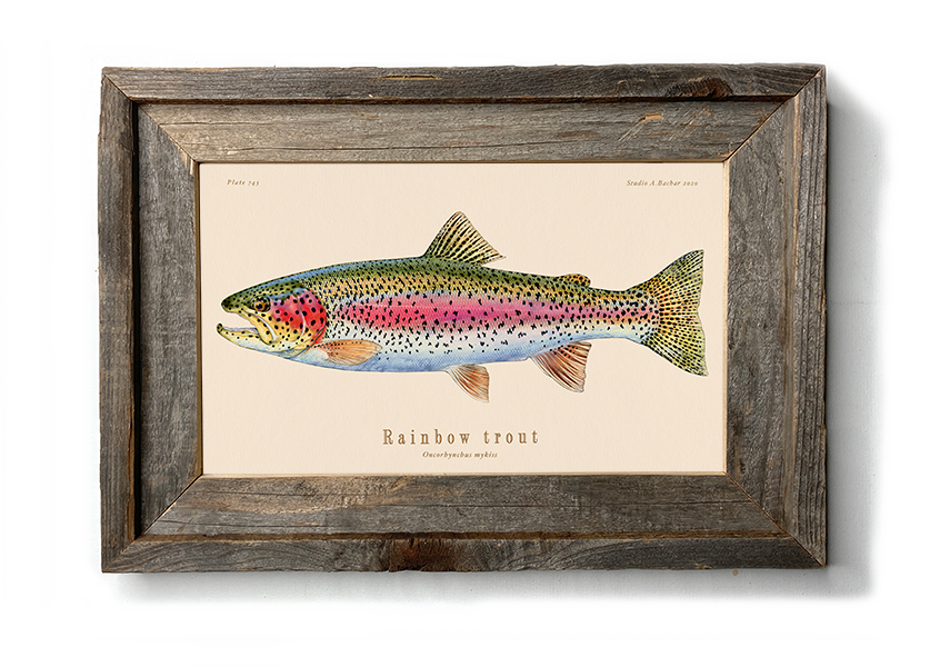 Brook Trout Wall Decal  Fly Fishing Wall Decor – Wall of the Wild