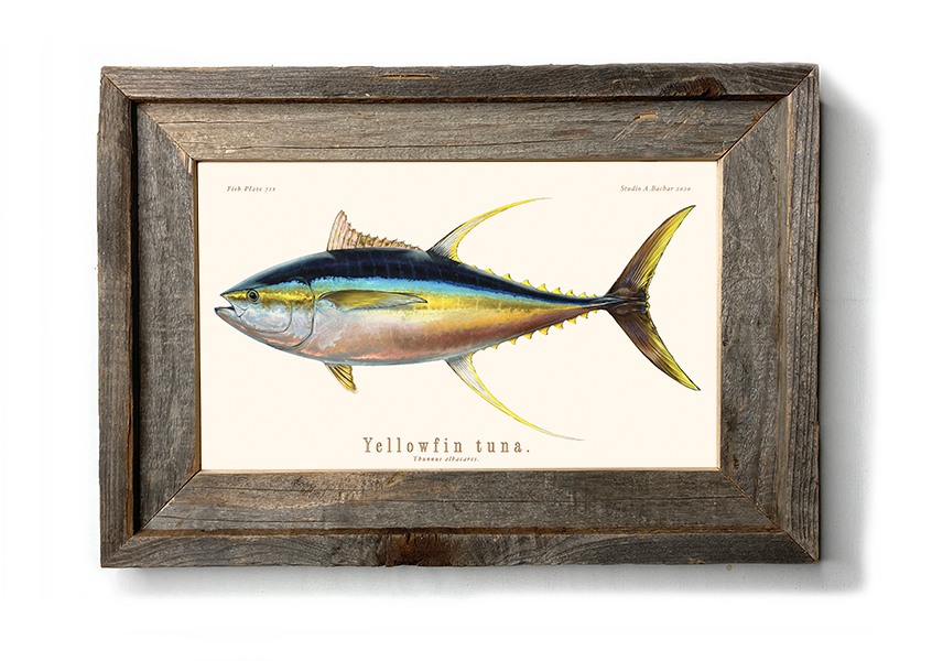 Yellowfin Tuna Illustration 111