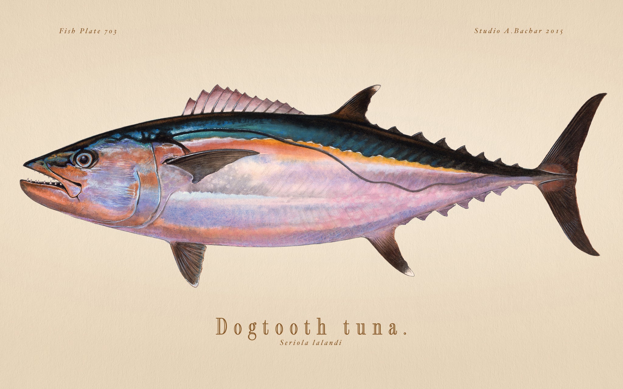 Dogtooth Tuna 103