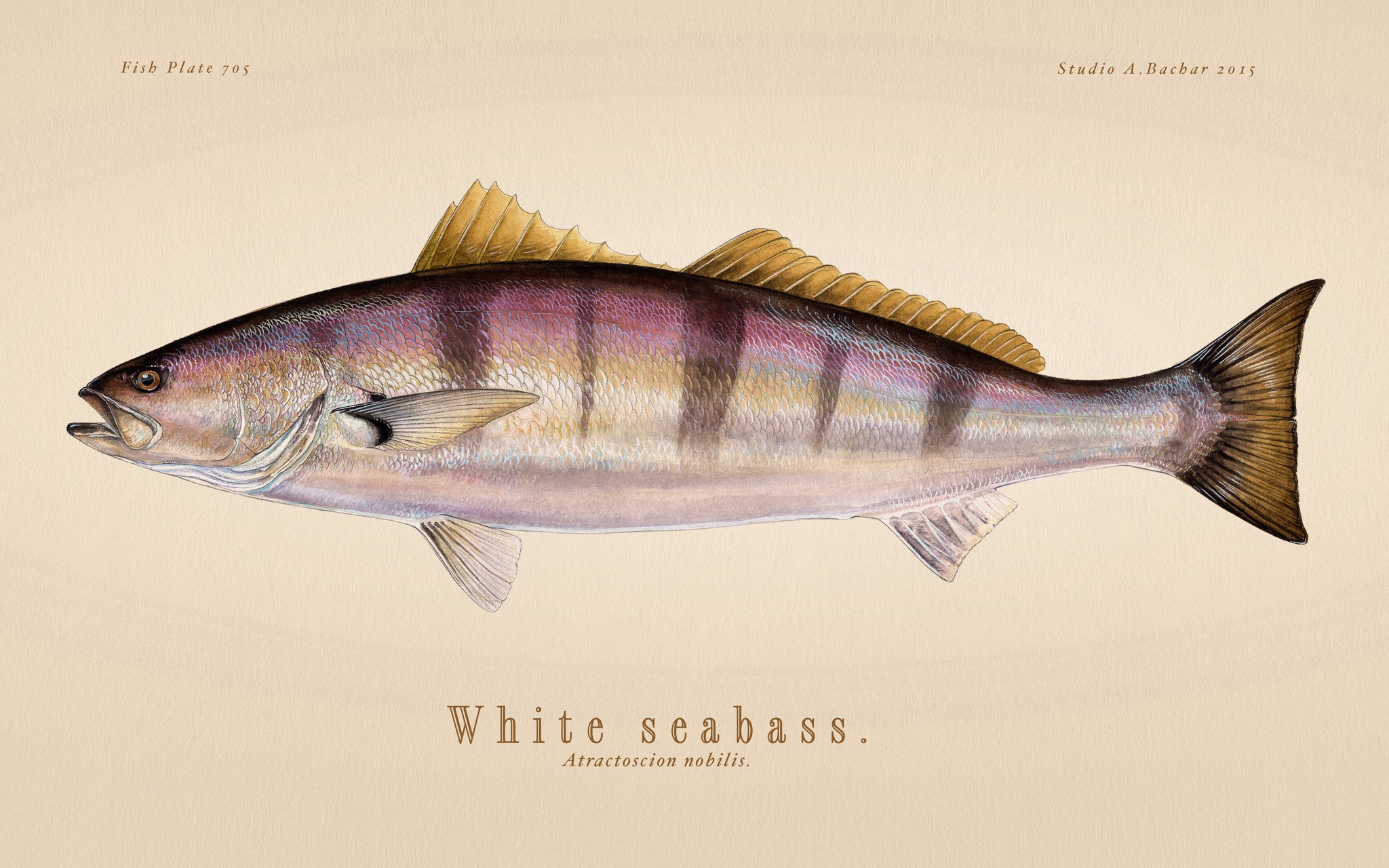 White Seabass Illustration 105