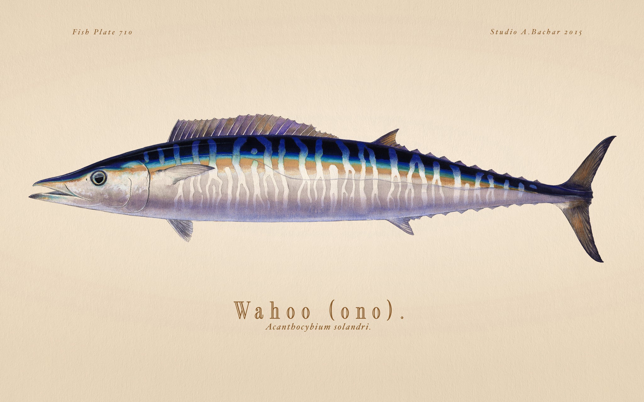 Wahoo Illustration 110
