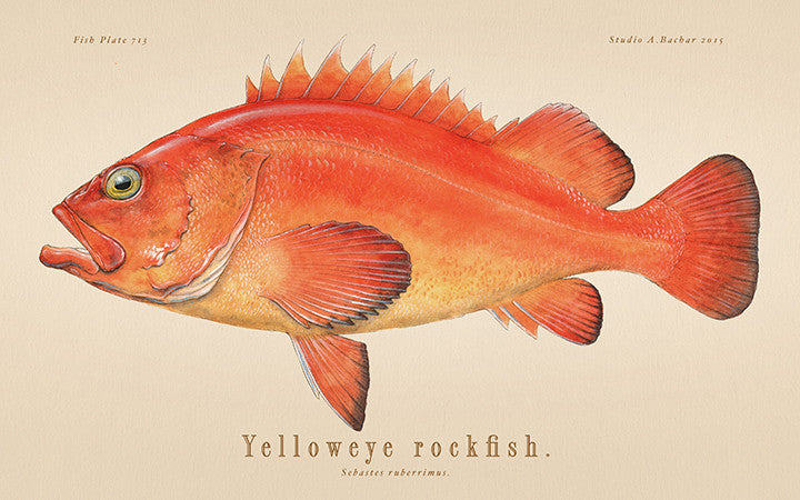 Yelloweye Rockfish 713