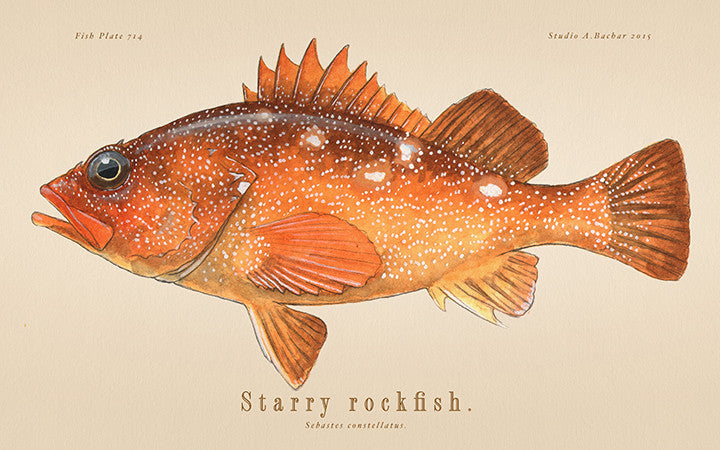 Starry Rockfish 714