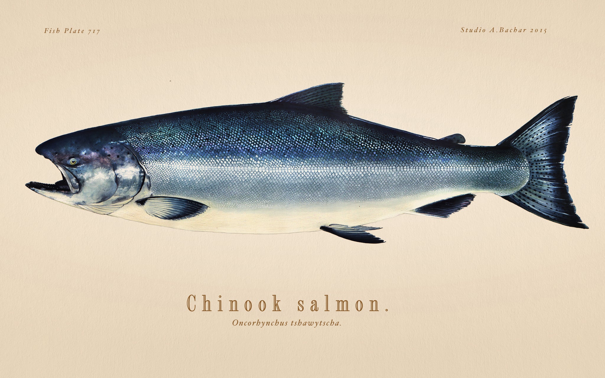 King Salmon Illustration 123