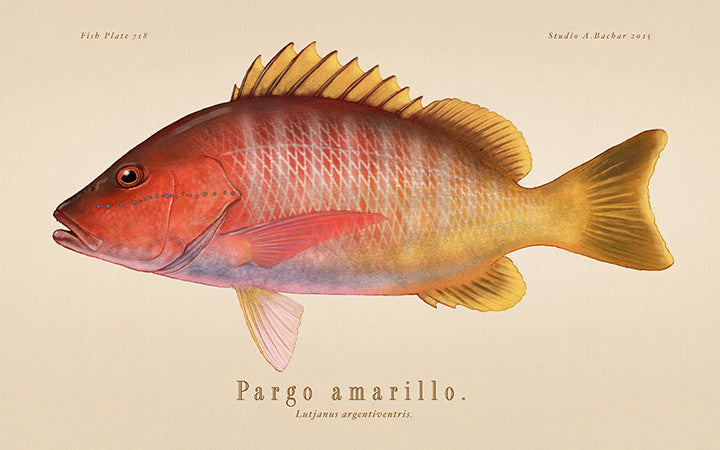 Pargo Amarillo 718