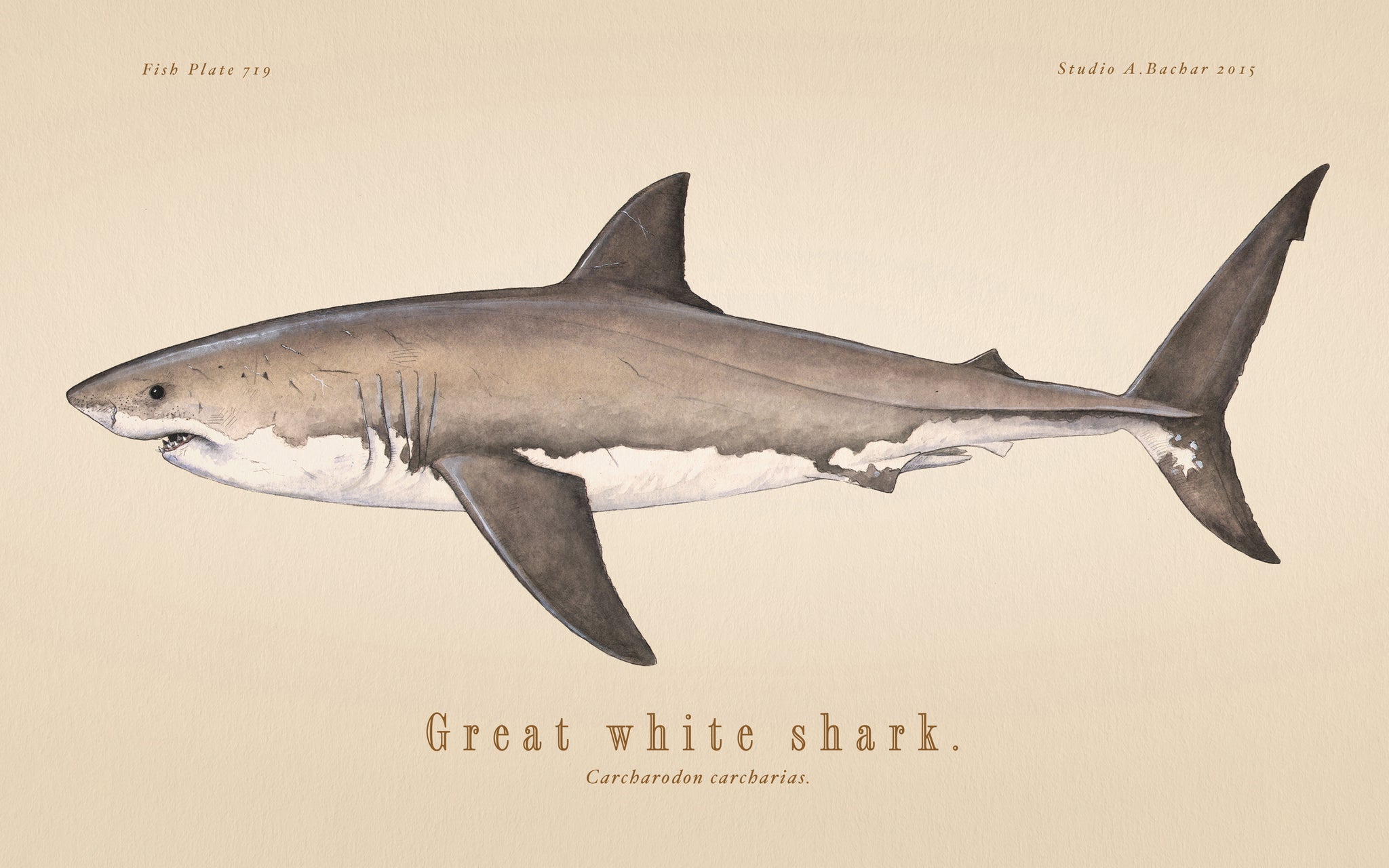 Great White Shark 107