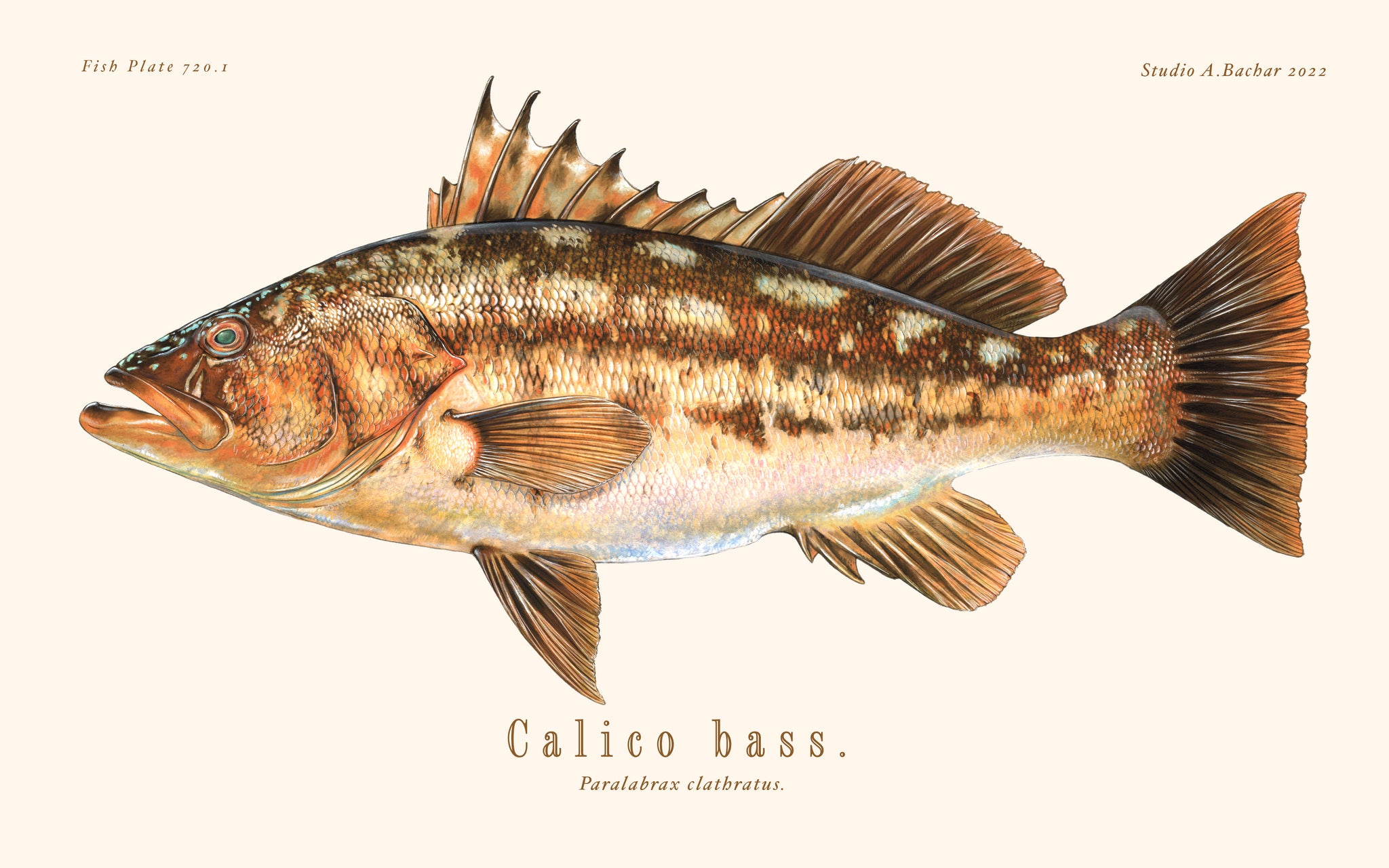 Calico Bass Illustration 124