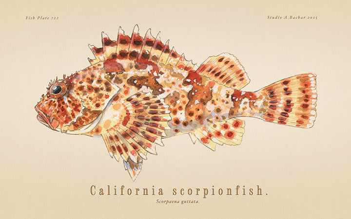 Scorpionfish 722