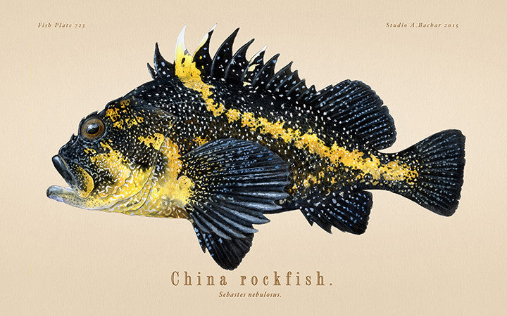 China Rockfish 723