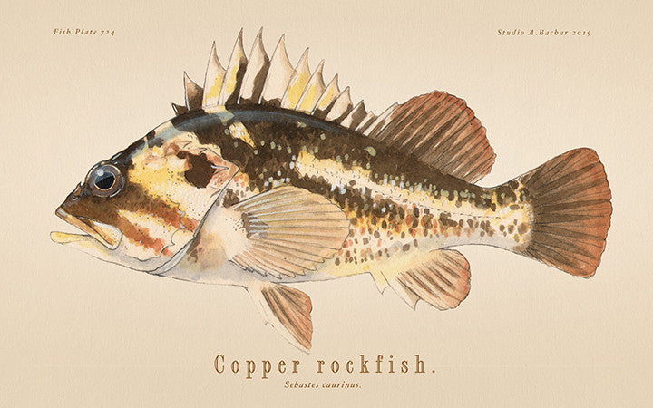 Copper Rockfish 724
