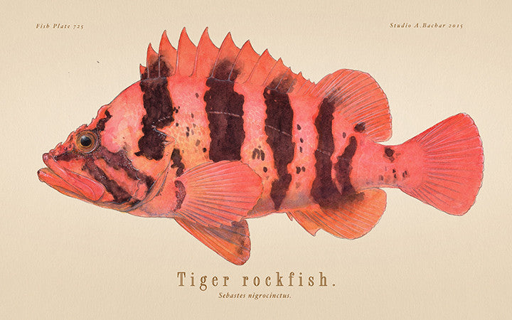 Tiger Rockfish 725