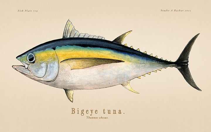 Bigeye Tuna 729
