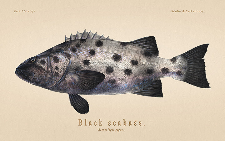 Black Seabass Artist Print 122
