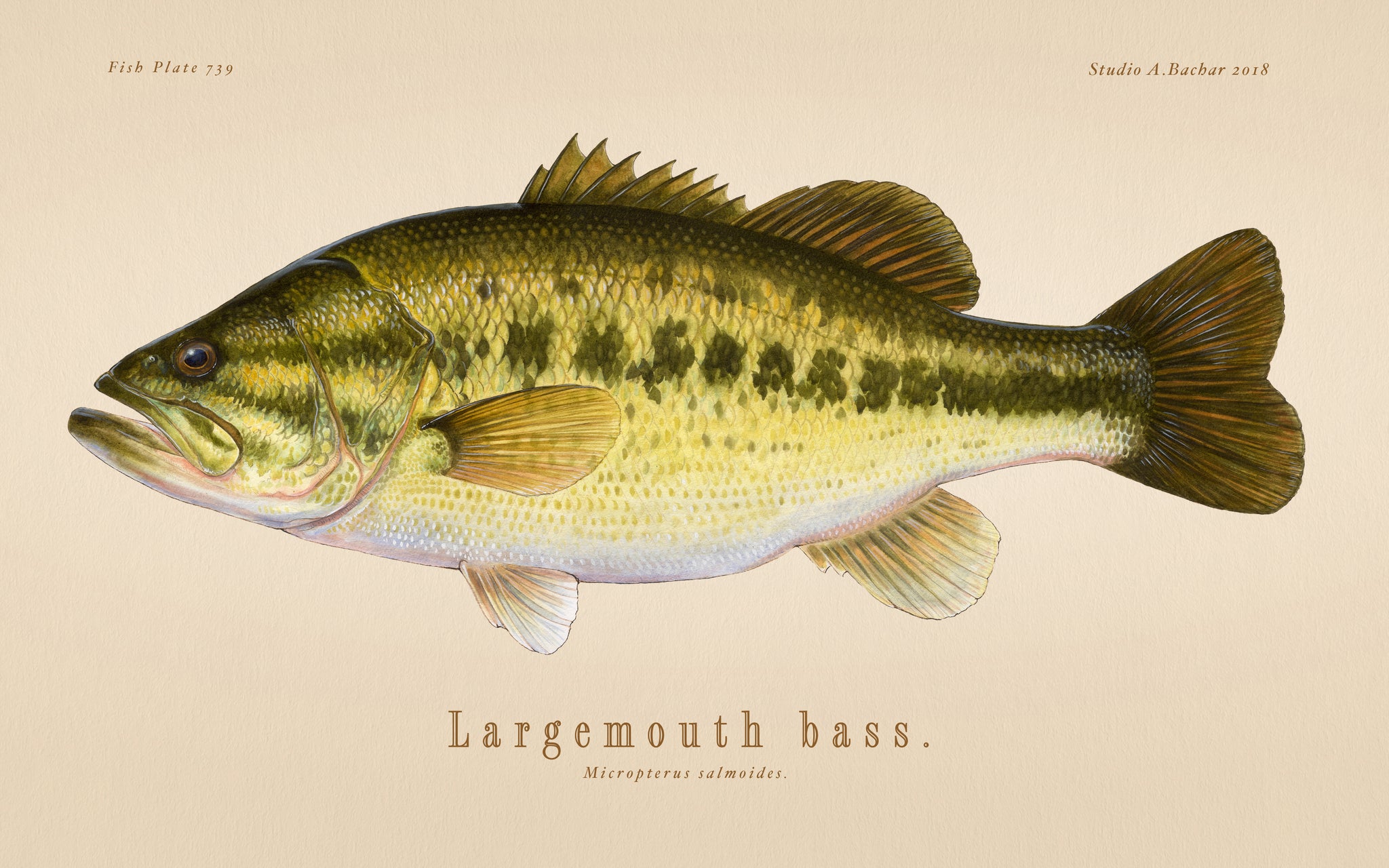 Largemouth bass Illustration 121