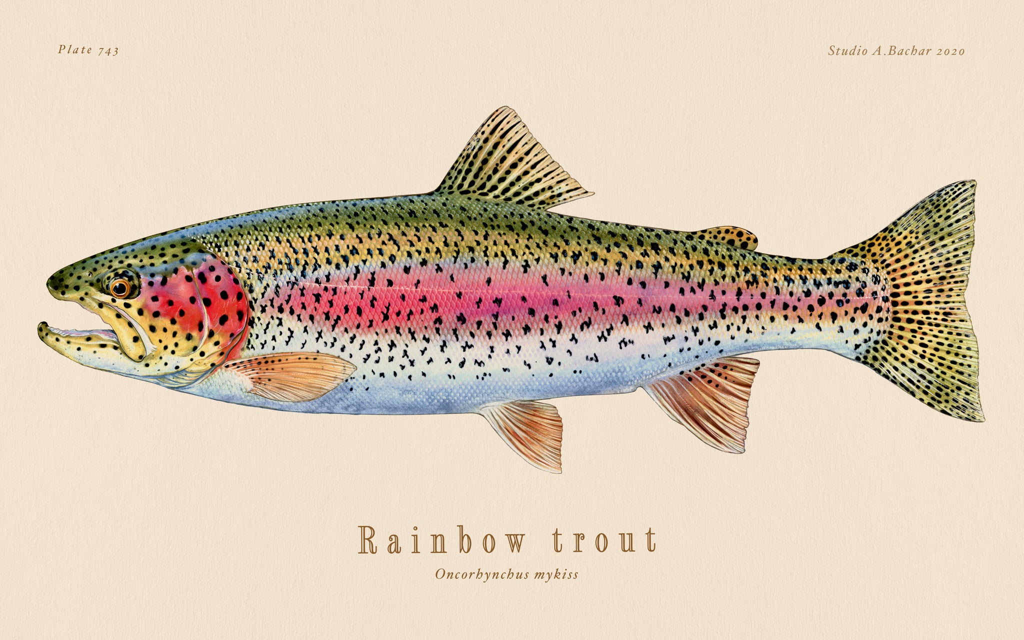 Rainbow Trout Illustration 127 - Studio Abachar
