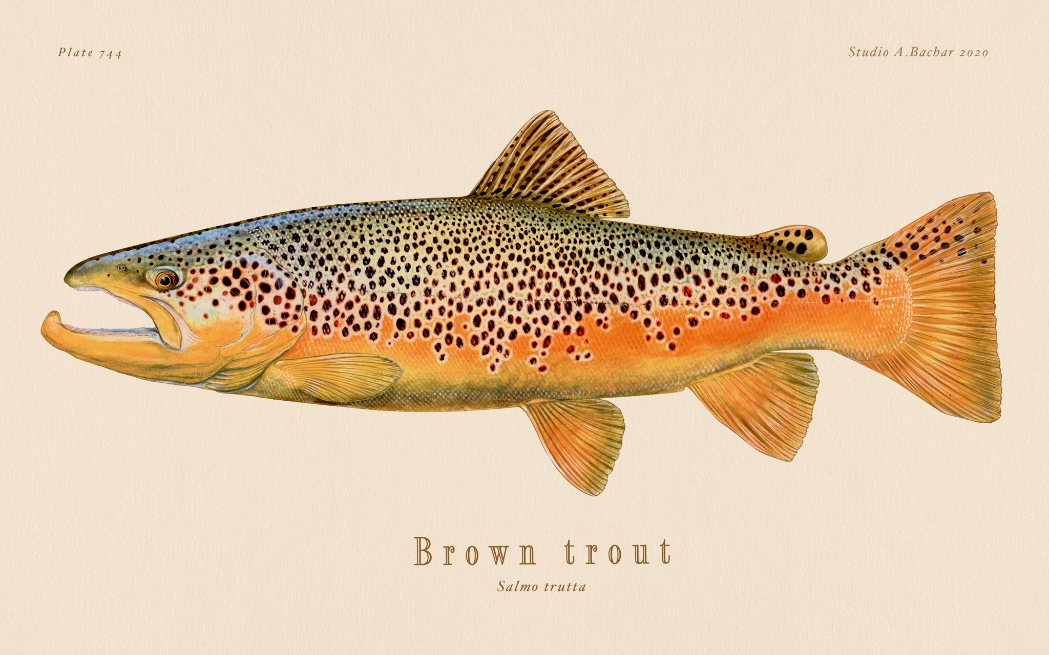 Brown Trout Illustration 128
