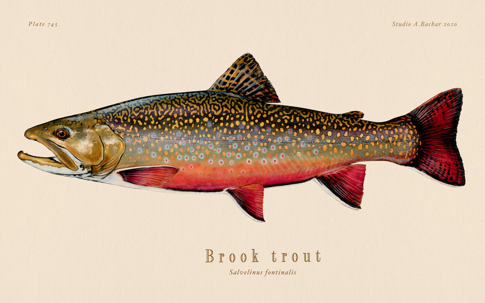 freshwater Fish art Brook trout fish illustration painting prints
