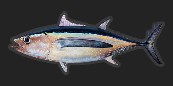 Albacore tuna - 8"
