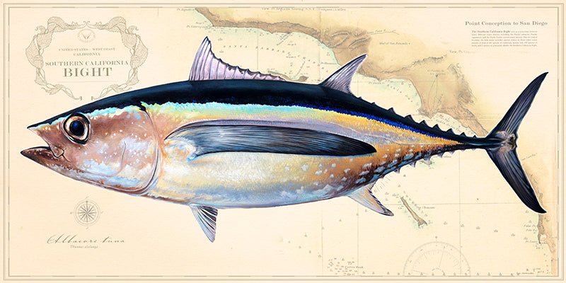 Albacore Tuna Over Nautical Charts