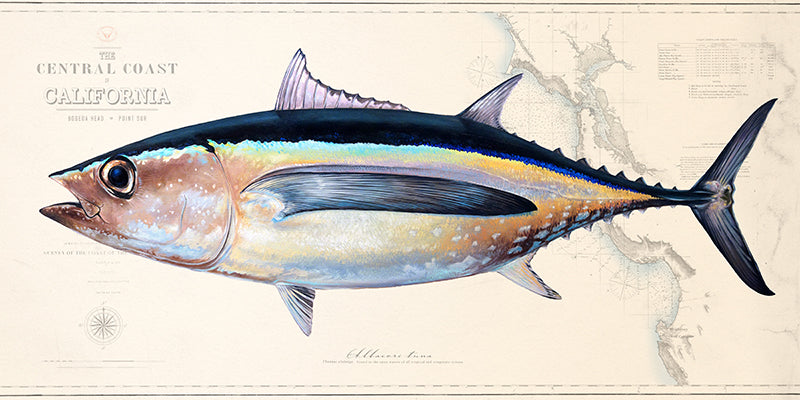 Albacore Tuna Over Nautical Charts