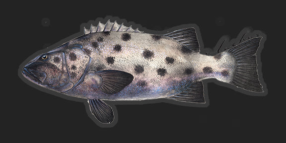 Black seabass - 9"