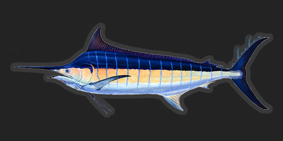 Blue Marlin - 9"