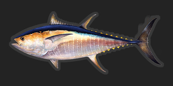 Bluefin Tuna - 8