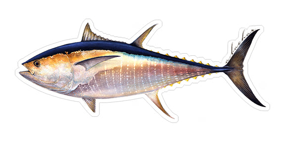 Bluefin Tuna - 8