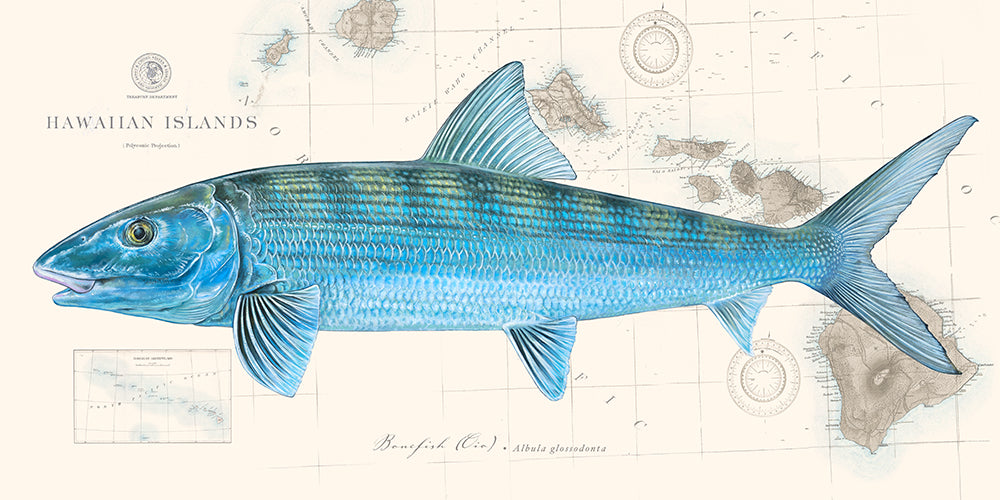 Bonefish Labchart Bonefish - Studio Abachar