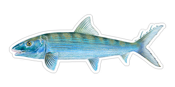 Fish Stickers, Offshore Fish Illustration Stickers
